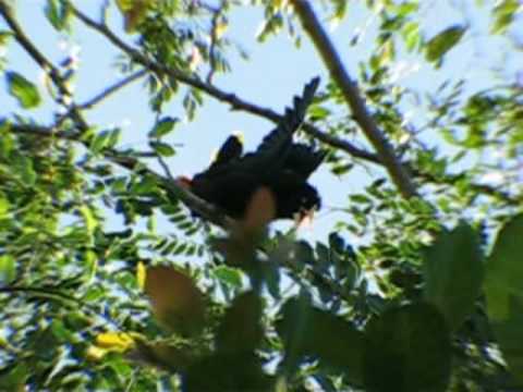 Montezuma Oropendola