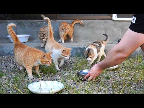 꼬질꼬질한 시골냥이 돌보기