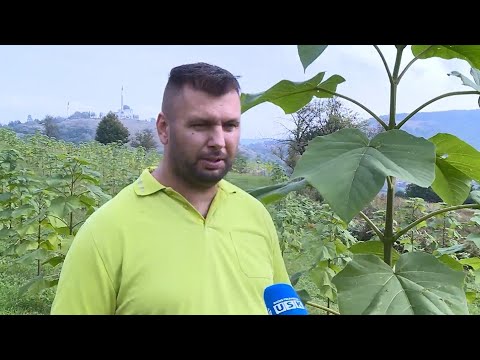 KRAJIŠKA ZEMLJA - IZDVOJENO: PAULOVNIJA NA IZAČIĆU