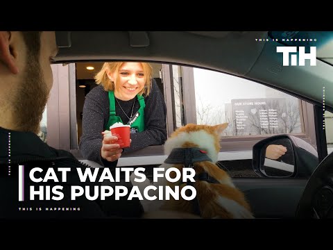 YouTube video about: Can cats have a pup cup from starbucks?