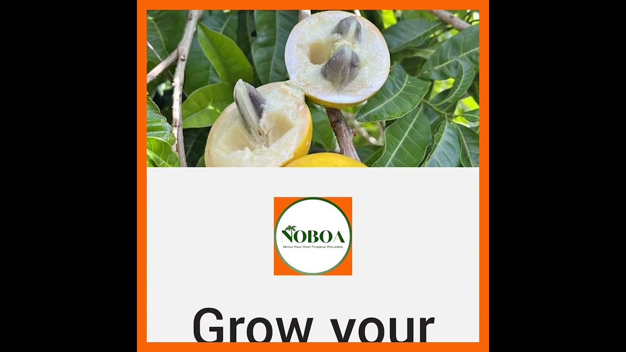 What does a hibiscus symbolize? Tipseri