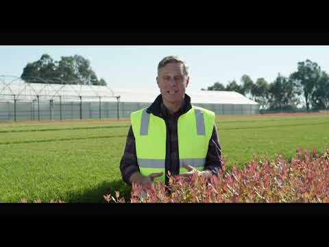 Hardwood trees - The Ultimate Renewable™ 15 sec