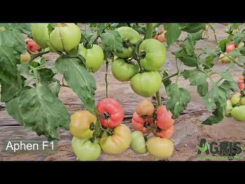 Aphen F1 - Cultura de tomate roz în Matca, jud. Galați, fermier Chirițoiu Gabriela