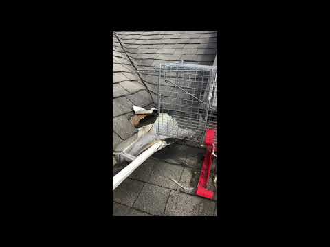 If They Called the Best, They Wouldn't Be in This Mess