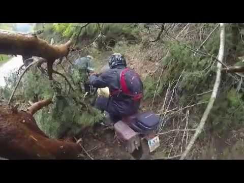 Raise The Dust - Trees