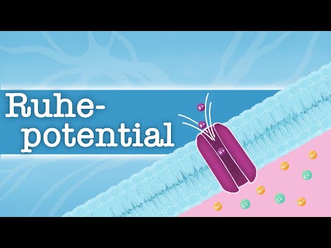 Ruhepotential - einfach erklärt!