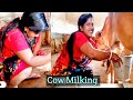 Maloti Boudir Gavi Dohon Village Cow Milking