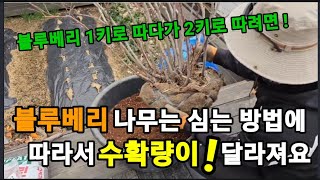 블루베리 수확을 많이 하려면 이거 두가지는 꼭 넣고 심으세요! #블루베리나무심는방법 #블루베리나무거름주는방법…