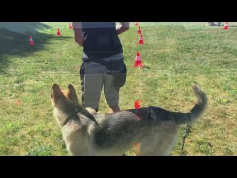 Lopen aan de lijn -  Hondenschool Kersten