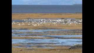 passarim de Tom Jobim