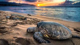 Blood Sweat &amp; Tears - Hi-De-Ho      1970