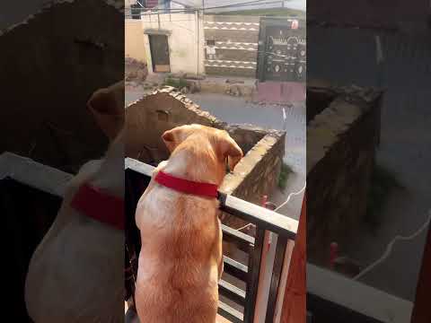 😘#petshub #pets #labrador #petvideos #puppy #pitbull #puppy #reels #delhi #food