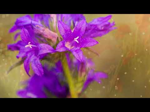 Geta Lazar - Chemati la Isus