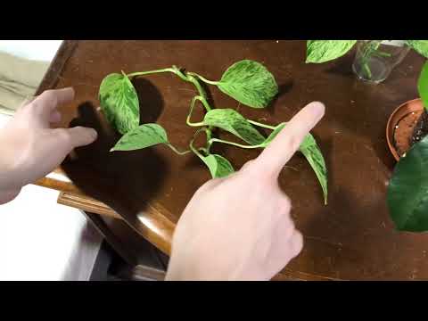 Jak ukorzenić epipremnum?