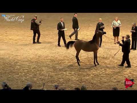 N.158 LEDA SBA - LAS VEGAS 2019 - Futurity Yearling Fillies Championship (Class 109)