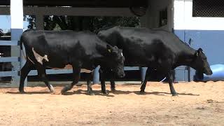 Vídeo 151 - 1ª ETAPA MEGA LIQUIDAÇÃO TOTAL AGROPECUÁRIA MARAJOARA - DIA 4 | GADO GIROLANDO E HOLANDÊS