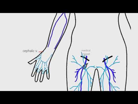 Upper Limb Venous Anatomy | Anatomy made easy | 4K