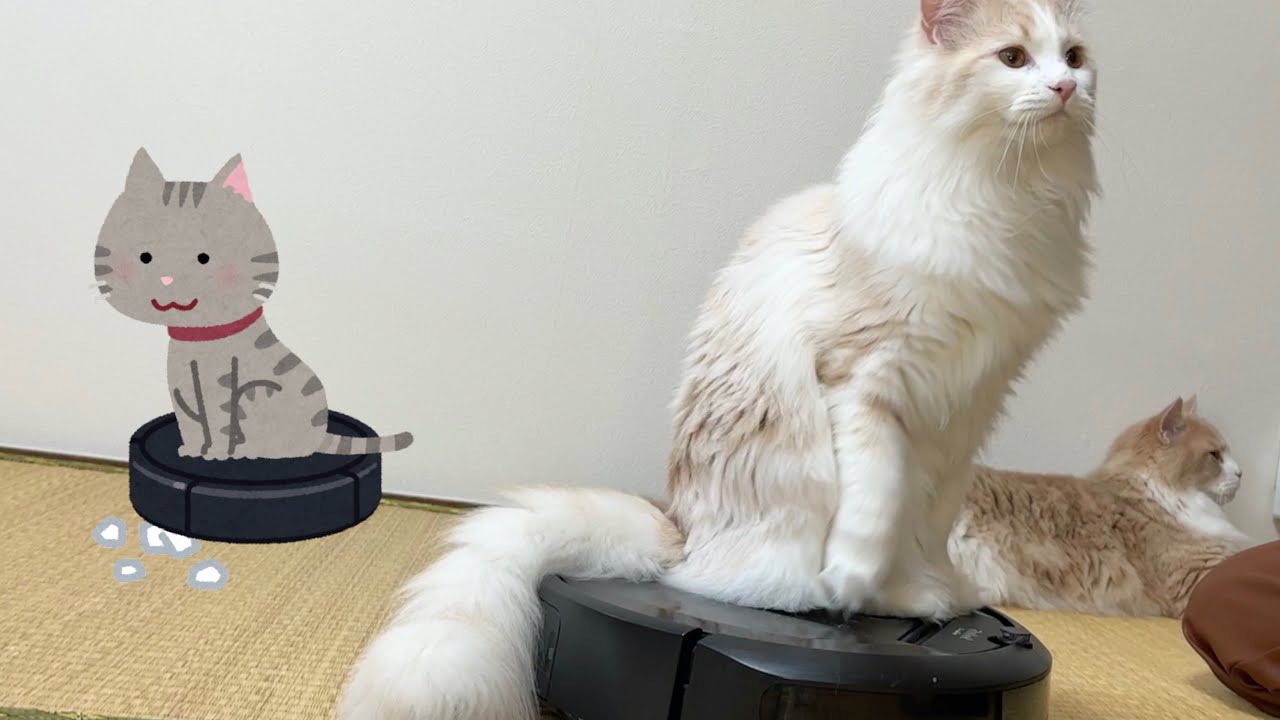うちの猫もルンバに乗れるようになりました【ぽしゃっけ】
