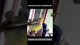Download lagu ANAKAN WICEH || KOLIBRI KELAPA || #short #syfchannel mp3