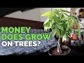 Money Tree (Pachira Aquatica) Care