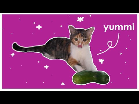Cat bit my cucumber