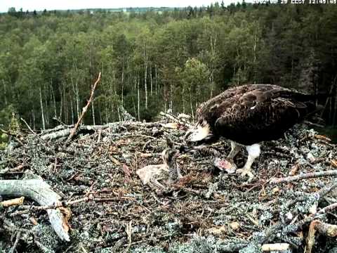 Female osprey feeds her three chicks, June 2012