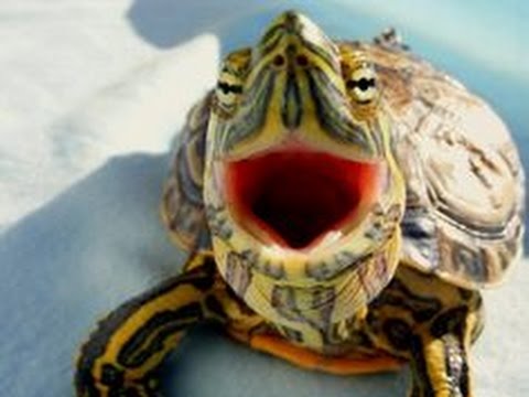 Top 10 Funny Turtle / Tortoise Videos Compilation 2016