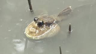 ชีวิตสัตว์ป่าชายเลนลุ่มแม่น้ำบางปะกง