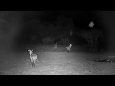 Djuma: Four Waterbuck bulls heading towards other side of dam at shallow end - 19:57 - 09/26/2022