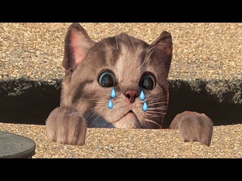 Lindo Gatito Aventuras - Educación de Animación Dibujos Animados - Niños Aprende los Colores 2019