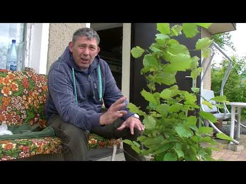 Die Gemeine Hasel aus der Hecke ( 2022 - 36 )