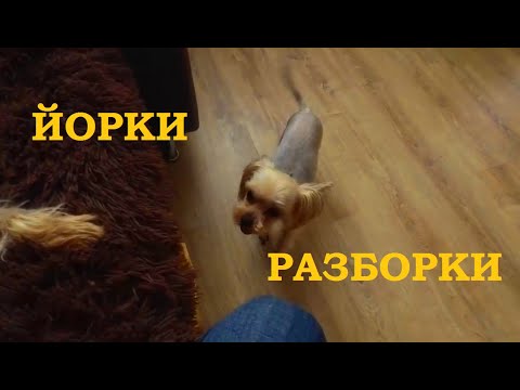 У йорков разборки/The Yorks have a showdown