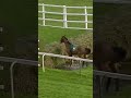 Horse does something extraordinary! #racingtv #horseracing #sport #shorts