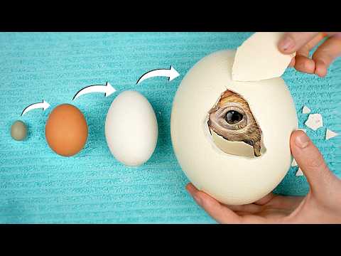 World’s Biggest vs Smallest Egg - Hatching Experiment