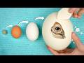 World S Biggest Vs Smallest Egg Hatching Experiment
