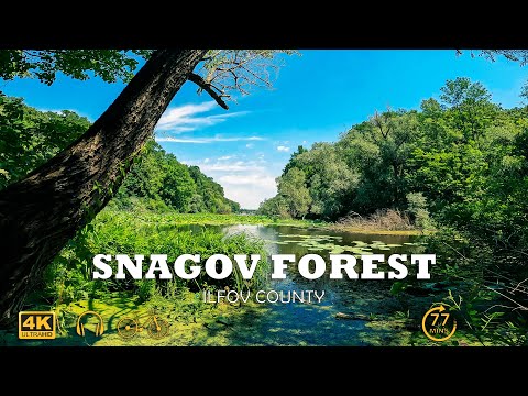 Snagov forest ride | Techno music | 4k Virtual Tour | 🇷🇴