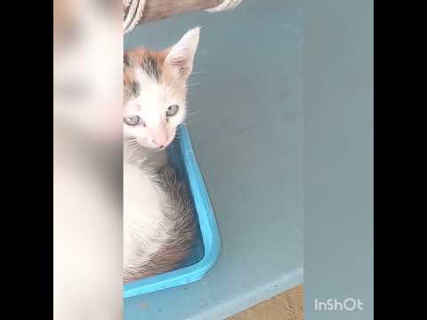 My pussy cat🐱🐱🐱