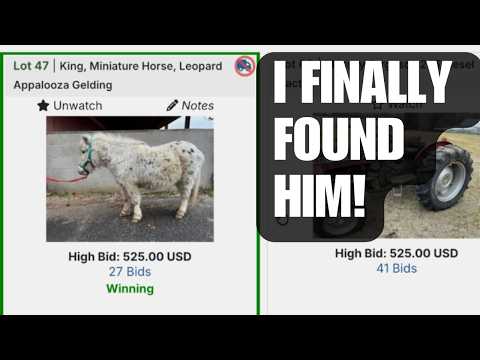 LAND of Little Horses ~ AUCTION! ~ He is the perfect match for my rescue pony!