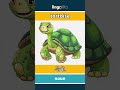tortoise - 乌龟 video thumbnail