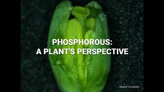 Phosphorus: A Plant’s Perspective