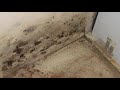 Have you discovered mold in your home or business? SERVPRO of Peoria West Glendale is here to help.