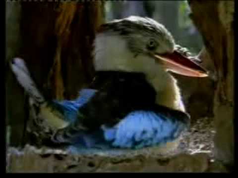 Der Evolutionsschwindel - 1/6