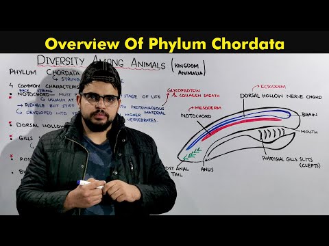 Phylum Chordata (General Characteristics and Overview of Chordates)