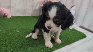 キャバリアの動画01