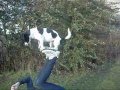 Jack S Clever Dog Tricks