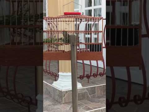 Guyana bird my baby twa twa