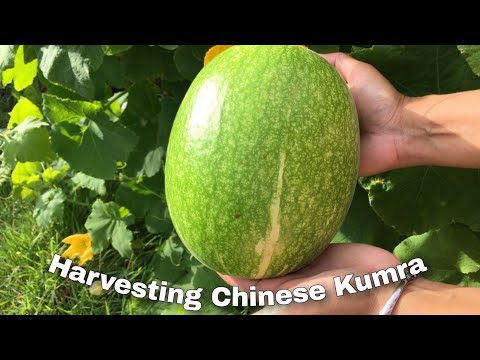 Harvesting Chinese Kumra | Ruksana Vlog’s Uk