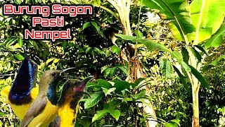 Download lagu Mikat Burung Sogon Yang Susah Turun Pakai Suara Ini Pasti Nempel mp3 Download lagu Mikat Burung Sogon Yang Susah Turun Pakai Suara Ini Pasti Nempel mp3