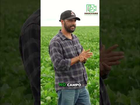 Soja Brasileira: Desafios e Estratégias em Goiás #shorts
