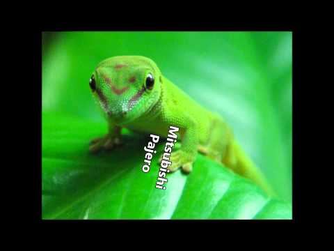 Das schwerste Quiz der Welt Level 50